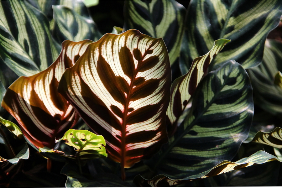 菠萝头子的种植方法